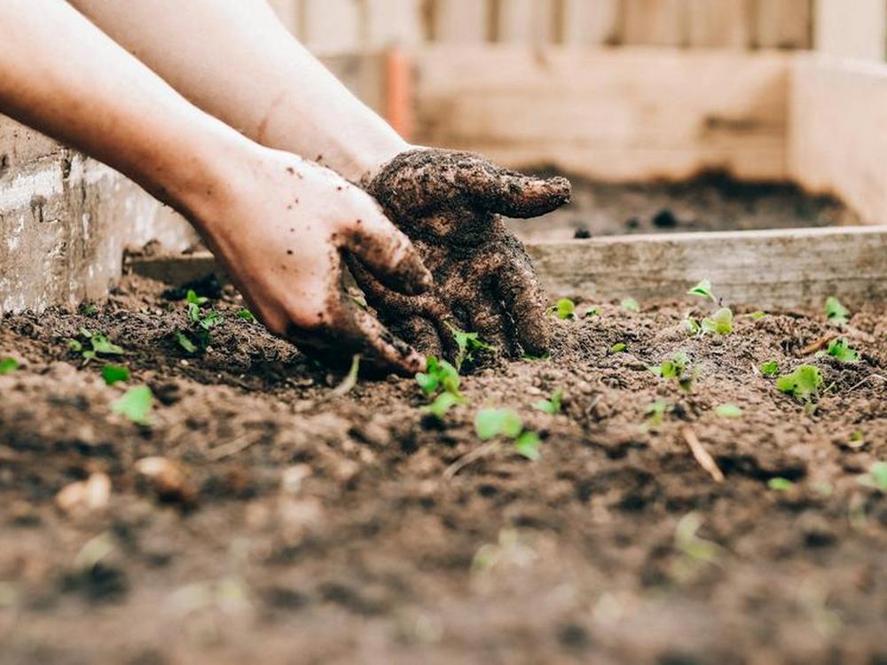 Fresh mulch in a garden bed